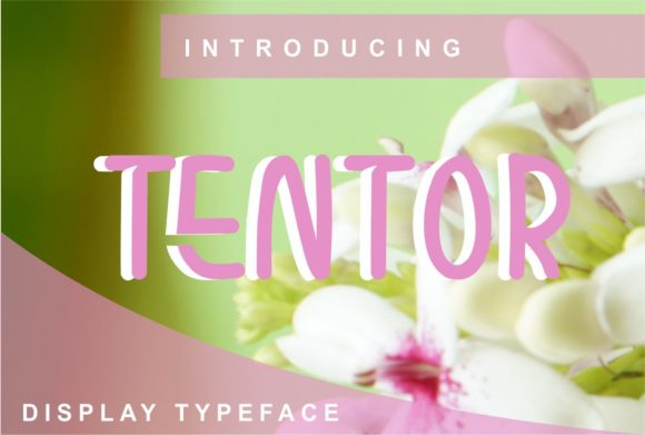 Tentor: A Display Font That Actually Works in Real Branding